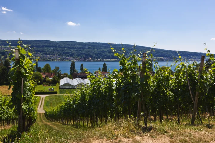 Weinberge mit Blick auf einen See und Hügel im Hintergrund